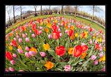 Keukenhof Hollandia 090